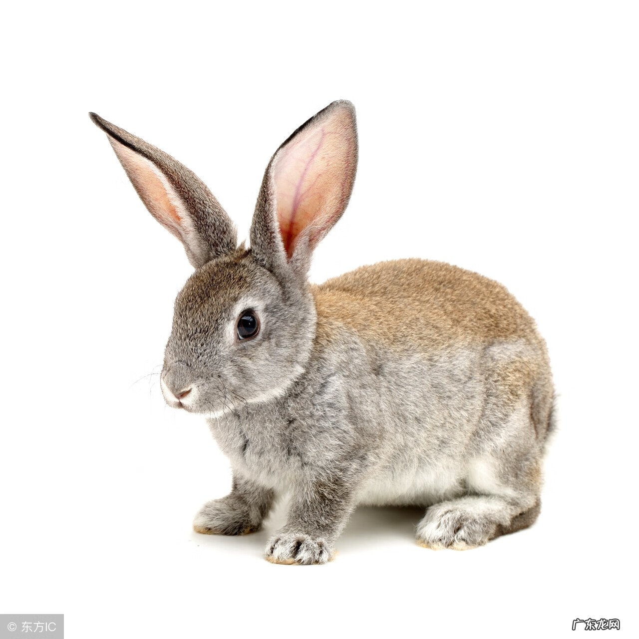 五香风干兔肉的配方 五香兔肉怎么做好吃