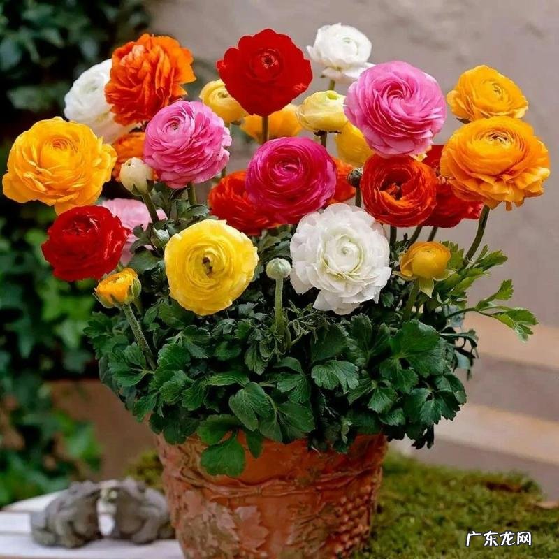 花毛茛的种植方法和注意事项 花毛茛幼苗如何养护