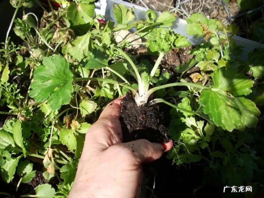 花毛茛的种植方法和注意事项 花毛茛幼苗如何养护
