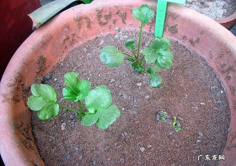 花毛茛的种植方法和注意事项 花毛茛幼苗如何养护