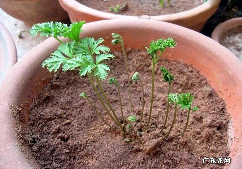 花毛茛的种植方法和注意事项 花毛茛幼苗如何养护