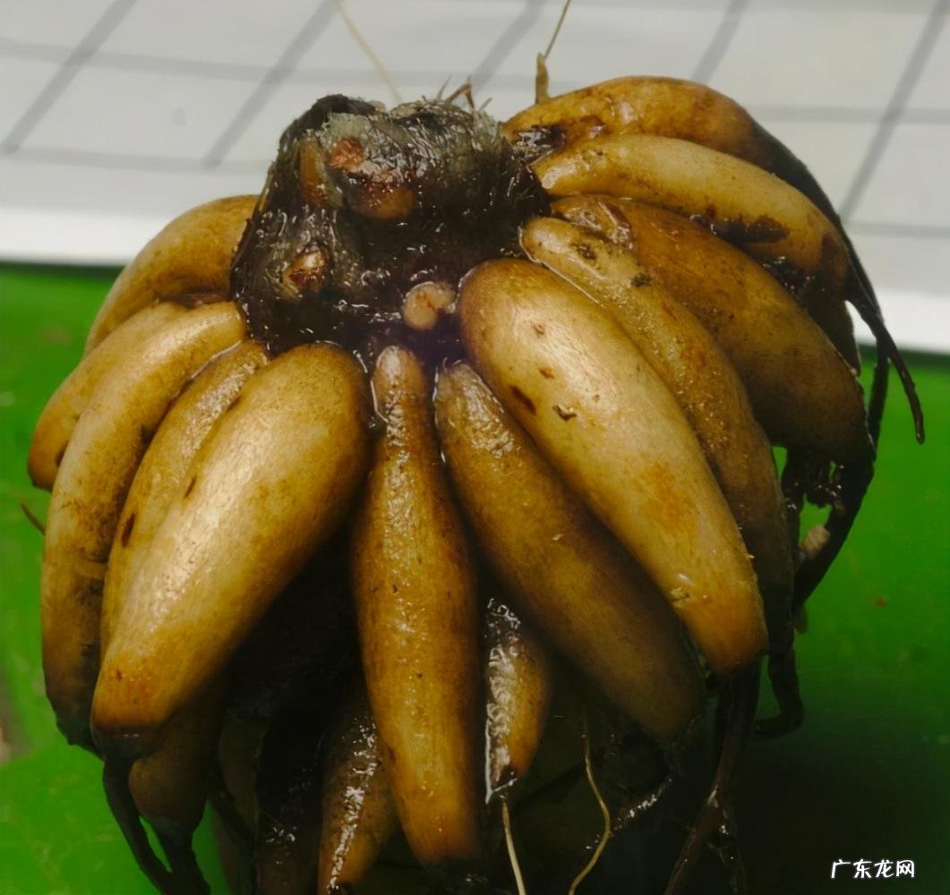 花毛茛的种植方法和注意事项 花毛茛幼苗如何养护