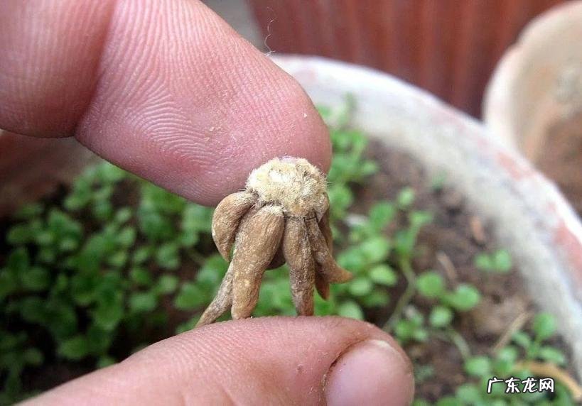 花毛茛的种植方法和注意事项 花毛茛幼苗如何养护