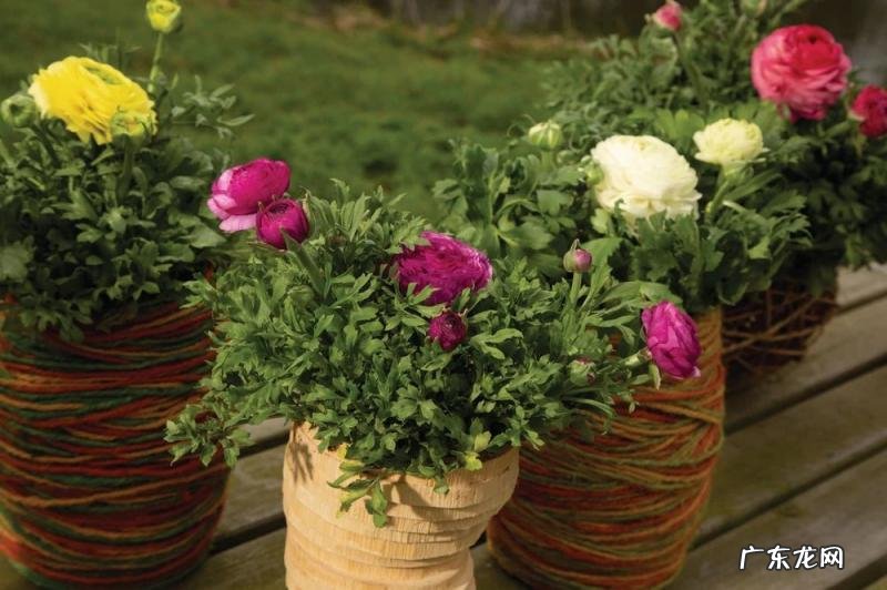 花毛茛的种植方法和注意事项 花毛茛幼苗如何养护