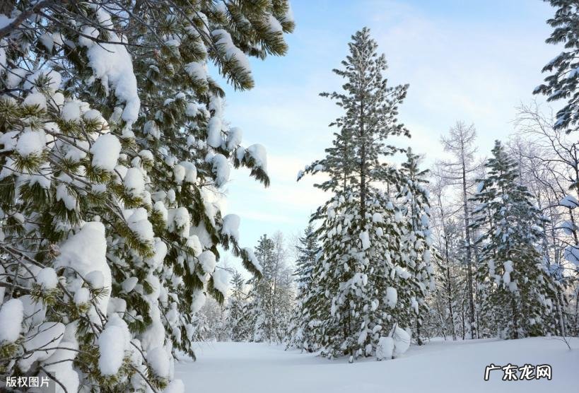 美国的国花是什么花 各个国家的国花图片及名称
