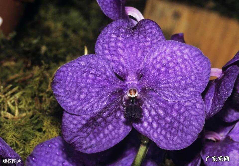 美国的国花是什么花 各个国家的国花图片及名称