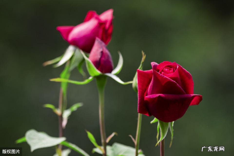 美国的国花是什么花 各个国家的国花图片及名称