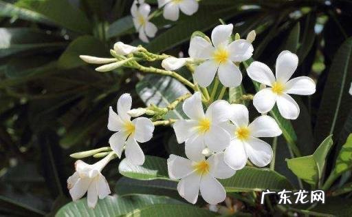 美国的国花是什么花 各个国家的国花图片及名称