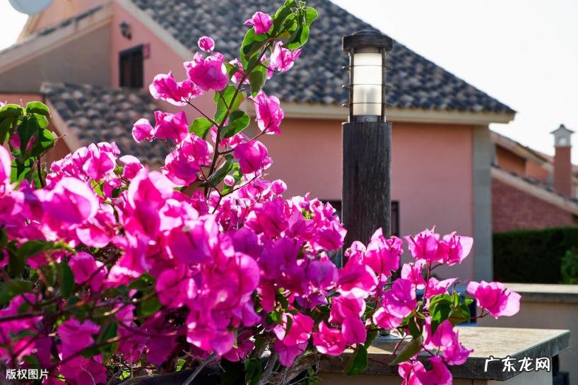 美国的国花是什么花 各个国家的国花图片及名称