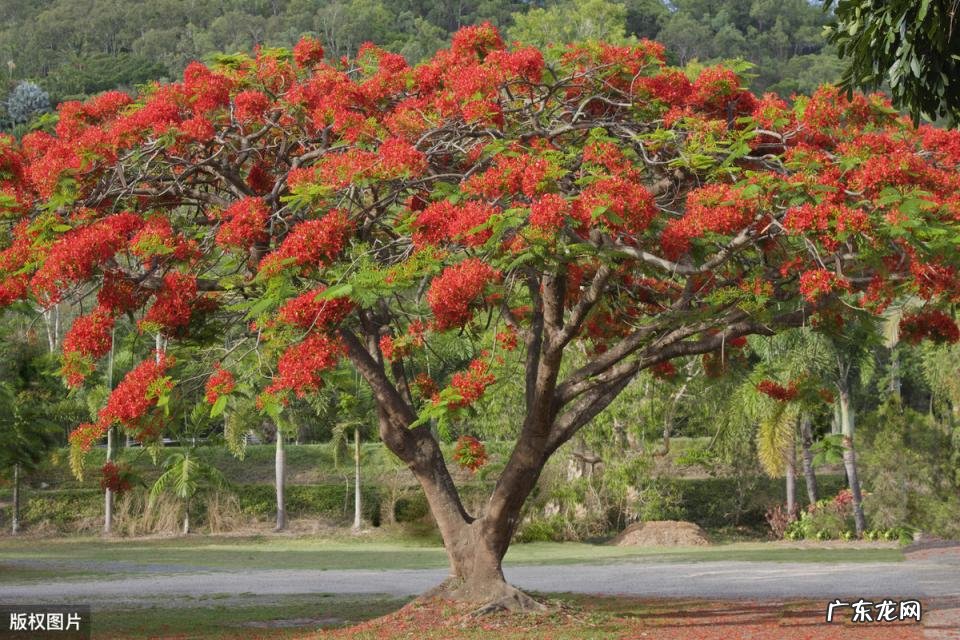 美国的国花是什么花 各个国家的国花图片及名称
