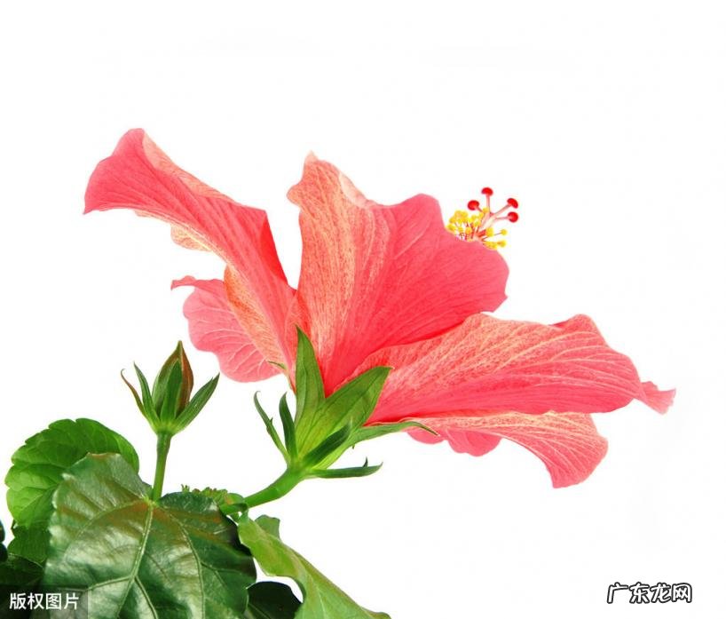 美国的国花是什么花 各个国家的国花图片及名称