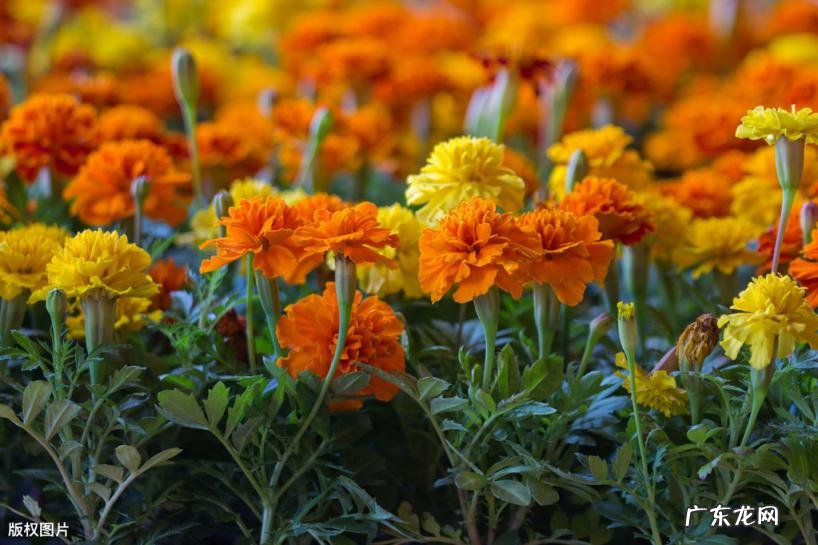 美国的国花是什么花 各个国家的国花图片及名称