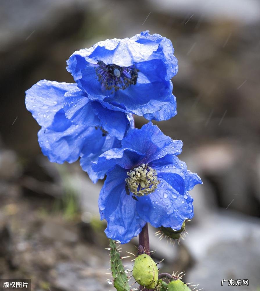 美国的国花是什么花 各个国家的国花图片及名称