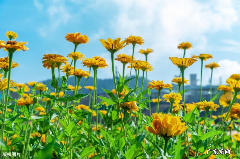 美国的国花是什么花 各个国家的国花图片及名称