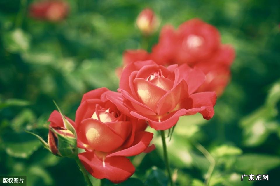 美国的国花是什么花 各个国家的国花图片及名称