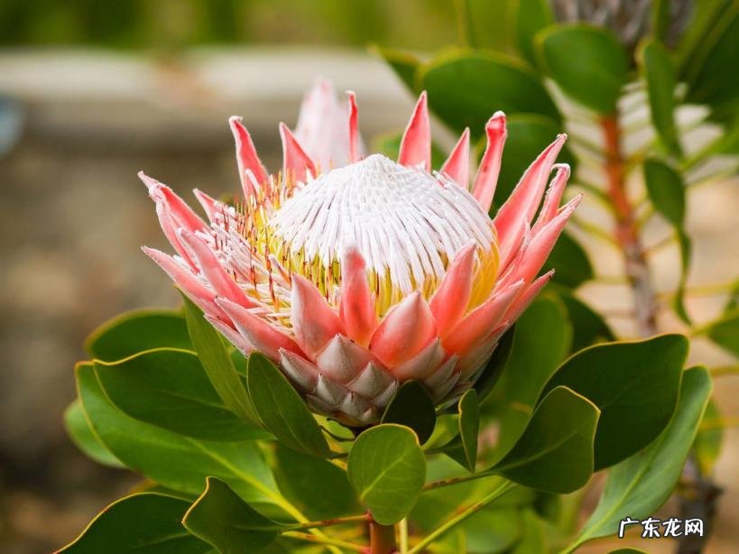 美国的国花是什么花 各个国家的国花图片及名称