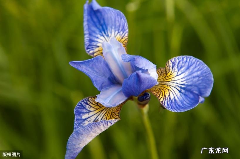 美国的国花是什么花 各个国家的国花图片及名称