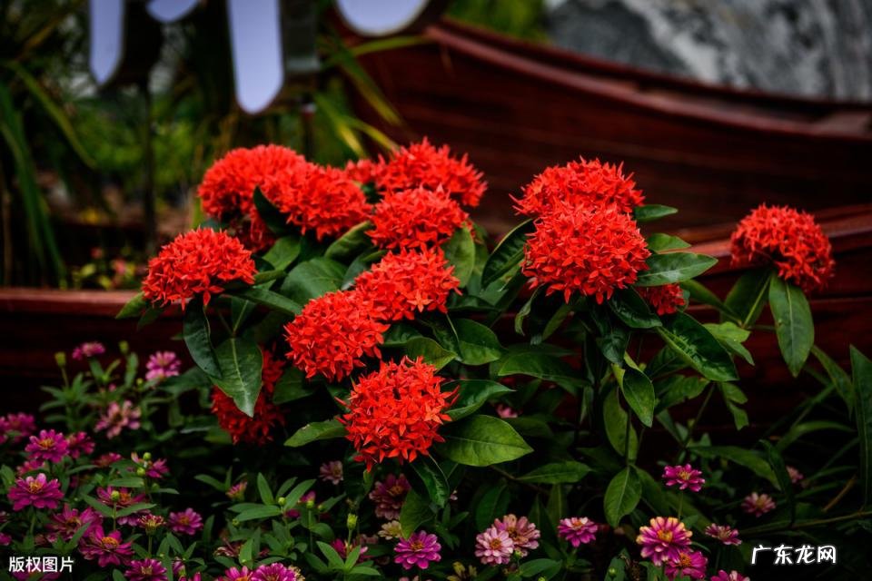 美国的国花是什么花 各个国家的国花图片及名称