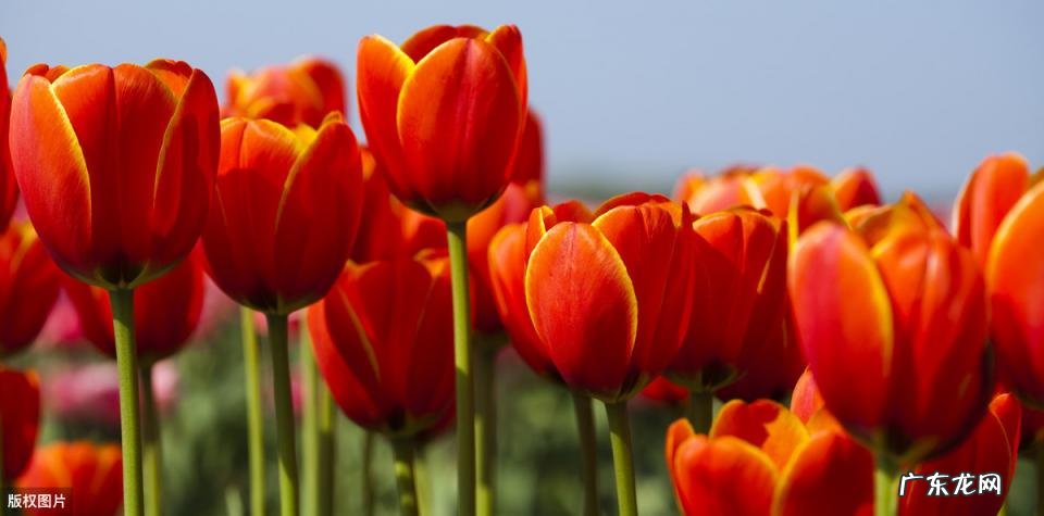 美国的国花是什么花 各个国家的国花图片及名称