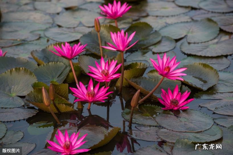 美国的国花是什么花 各个国家的国花图片及名称