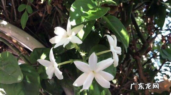 美国的国花是什么花 各个国家的国花图片及名称