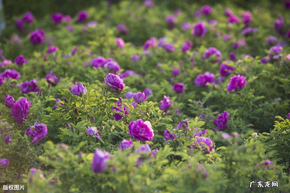 美国的国花是什么花 各个国家的国花图片及名称