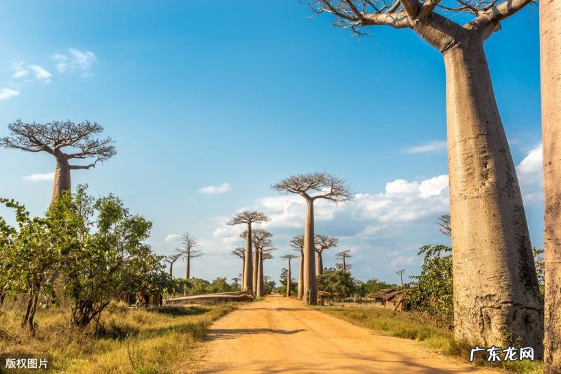 美国的国花是什么花 各个国家的国花图片及名称