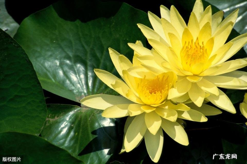 美国的国花是什么花 各个国家的国花图片及名称