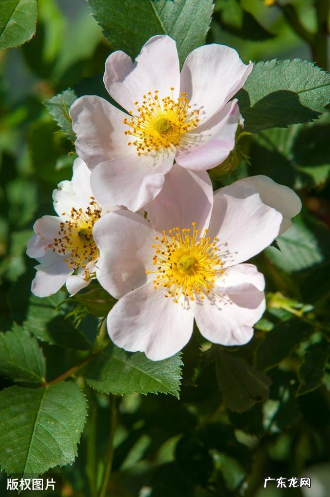 美国的国花是什么花 各个国家的国花图片及名称