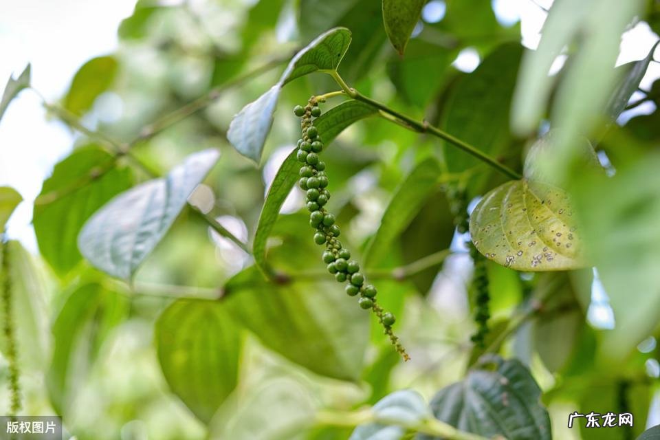 美国的国花是什么花 各个国家的国花图片及名称