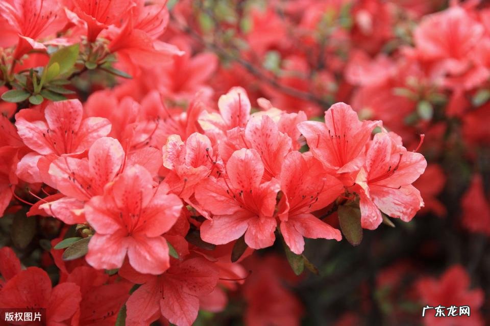 美国的国花是什么花 各个国家的国花图片及名称