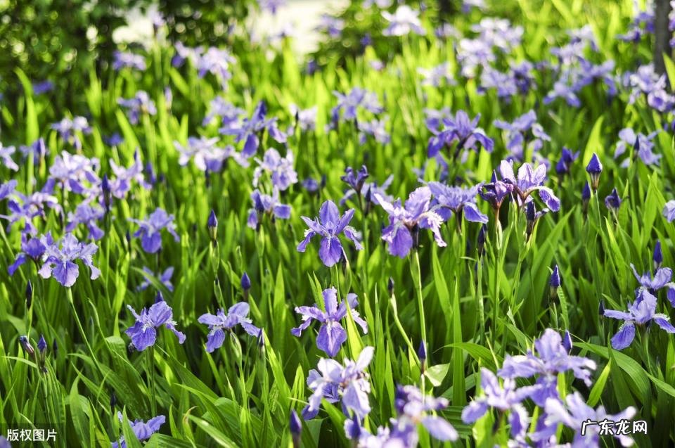 美国的国花是什么花 各个国家的国花图片及名称