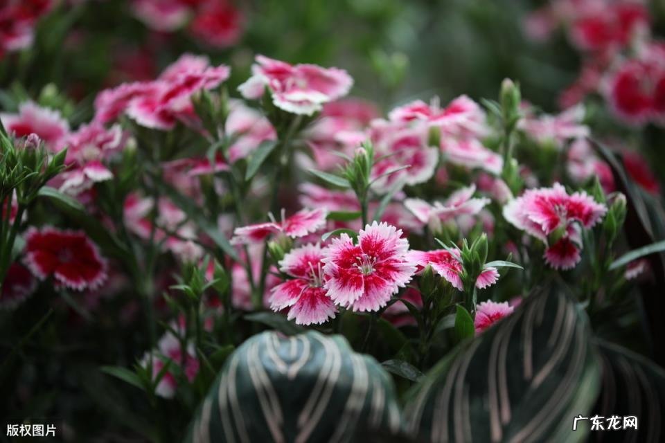 美国的国花是什么花 各个国家的国花图片及名称