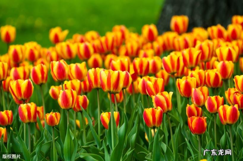 美国的国花是什么花 各个国家的国花图片及名称