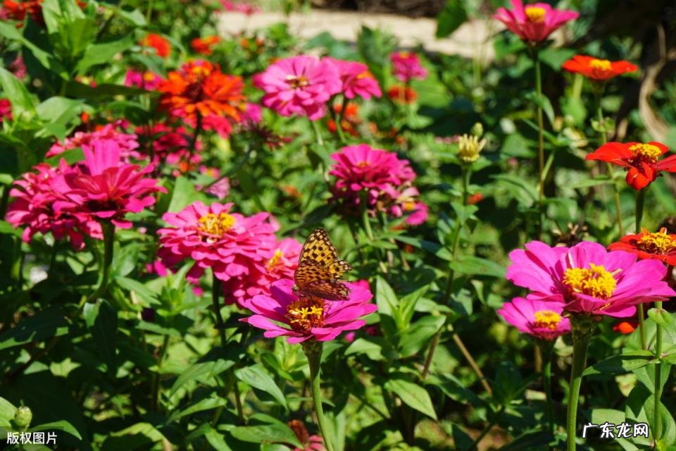 美国的国花是什么花 各个国家的国花图片及名称