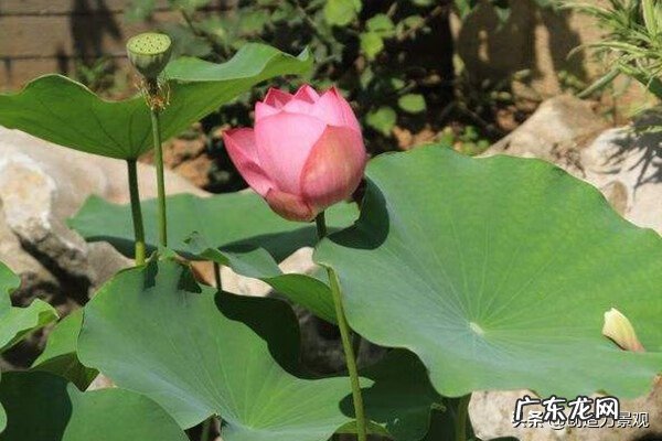 别墅花园种什么花好 别墅养什么花风水好