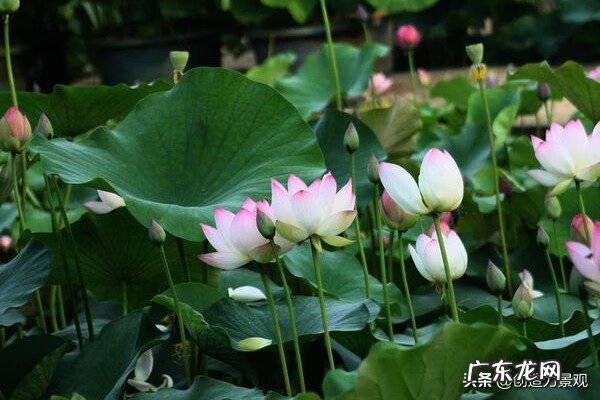 别墅花园种什么花好 别墅养什么花风水好