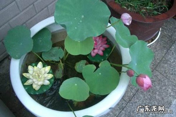 别墅花园种什么花好 别墅养什么花风水好