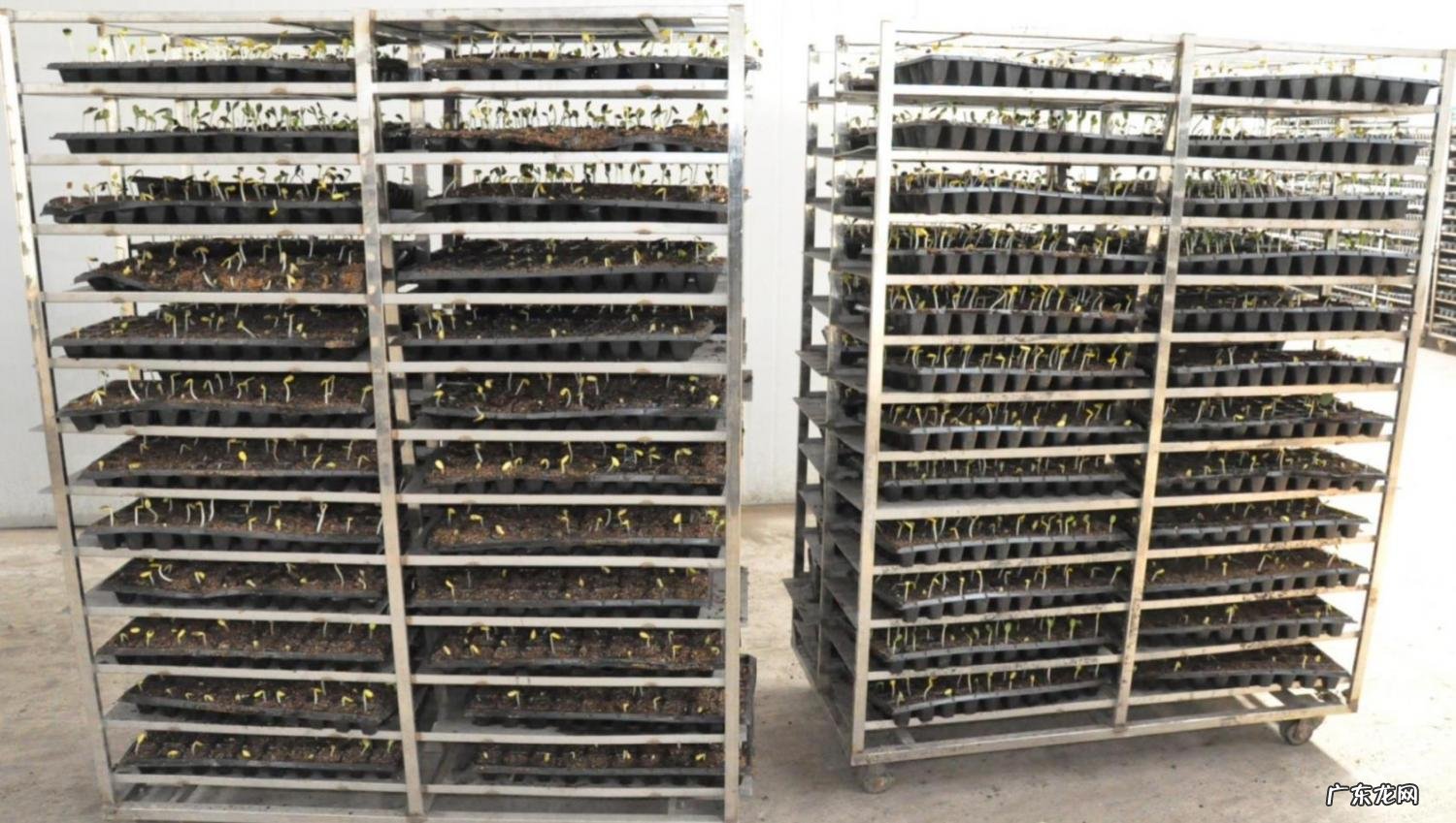 育苗方法详细介绍图片，育苗流程和设施