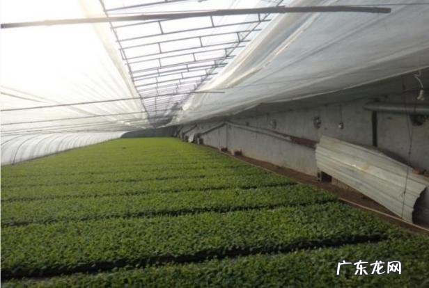 育苗方法详细介绍图片,育苗流程和设施