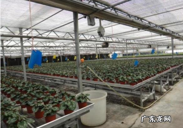 育苗方法详细介绍图片，育苗流程和设施