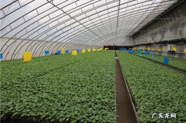 育苗方法详细介绍图片,育苗流程和设施