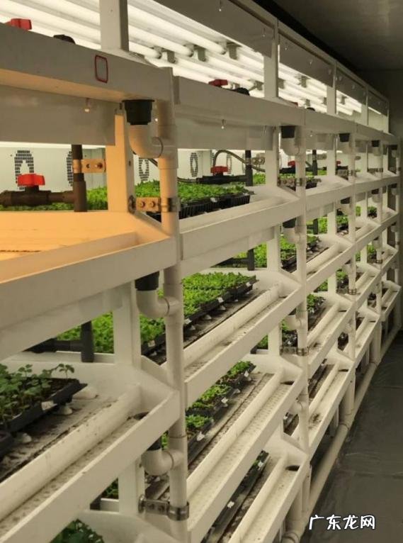 育苗方法详细介绍图片,育苗流程和设施