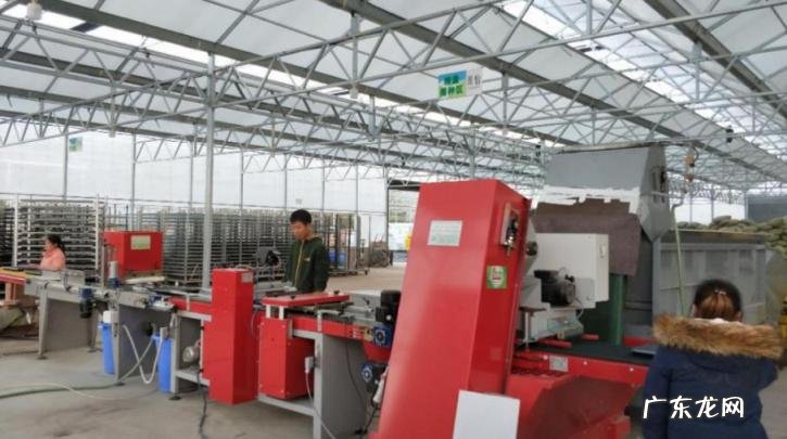 育苗方法详细介绍图片,育苗流程和设施