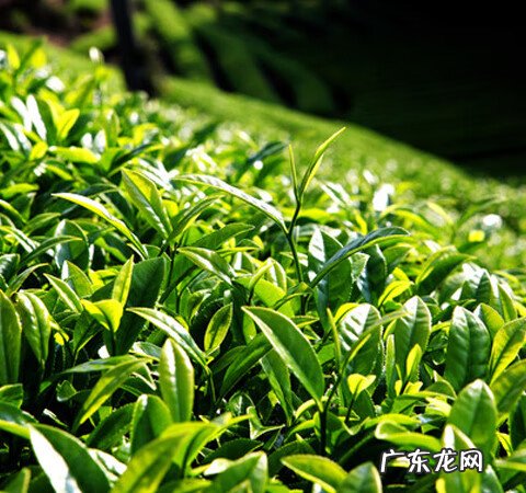 茶叶的好处和功效 茶的作用有哪些