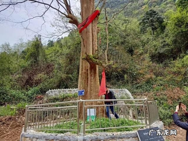 风水官位 赐药木女神官官衣服风水