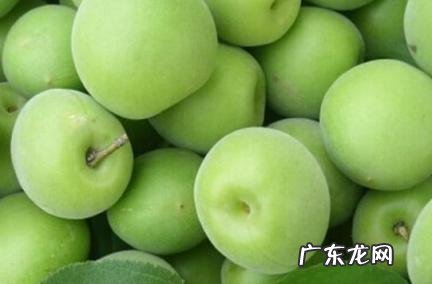 青梅是杏吗 梅子是青杏吗