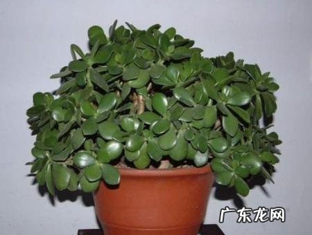 家里养玉树放哪里好呢 玉树适合在家里养吗?