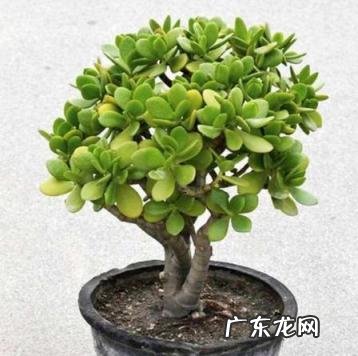 家里养玉树放哪里好呢 玉树适合在家里养吗?