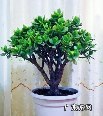家里养玉树放哪里好呢 玉树适合在家里养吗?